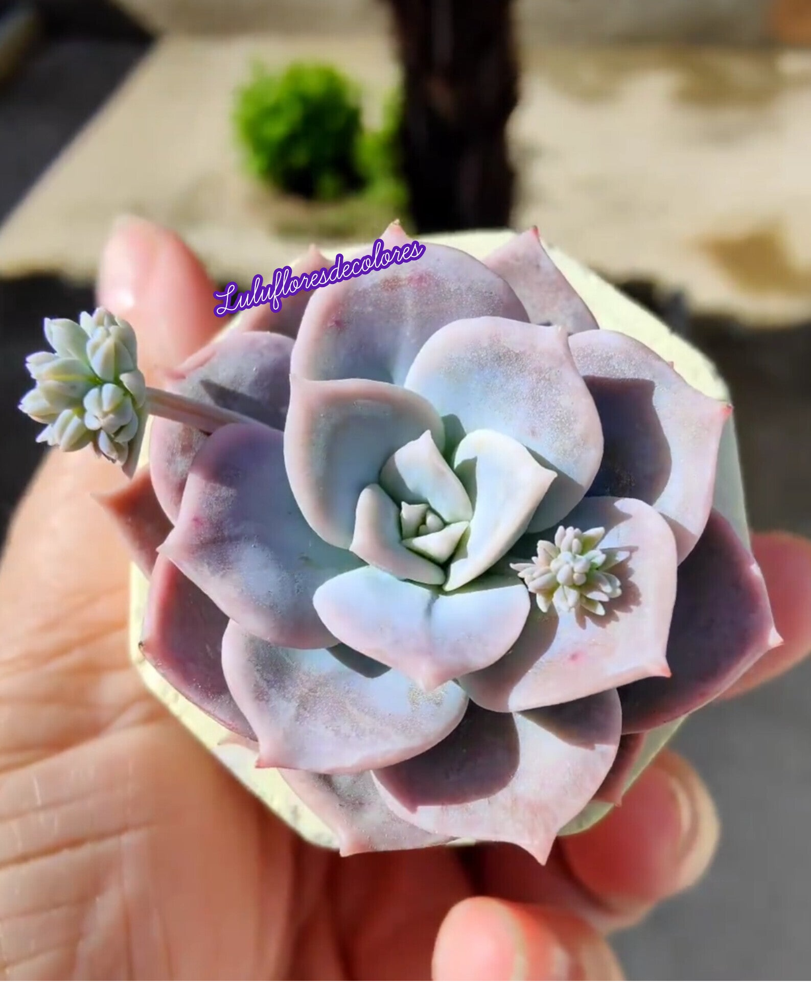 Sedum Sinforasanum en primavera