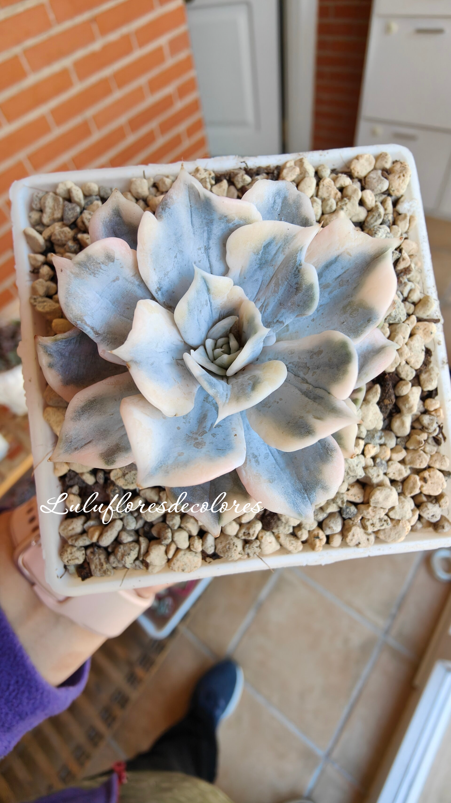 Echeveria Lilacina Variegata 