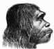 Neanderthalers