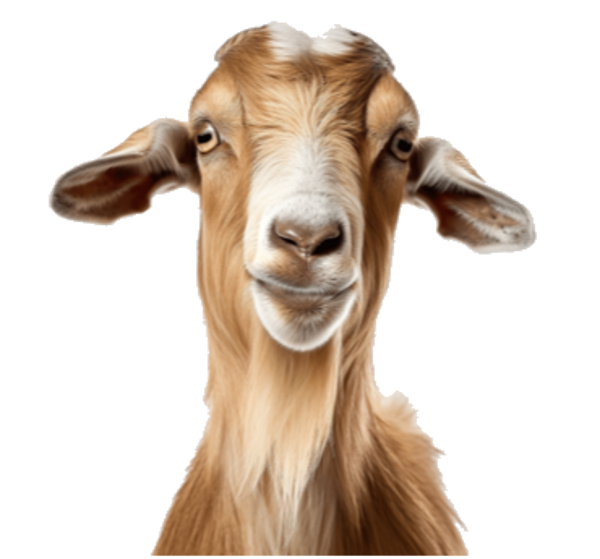 Brokkel geitenkaas,    0,50  extra vacumeren per stuk kaas