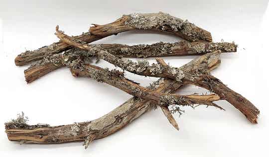 XL Slim Wood - Skinny Wood