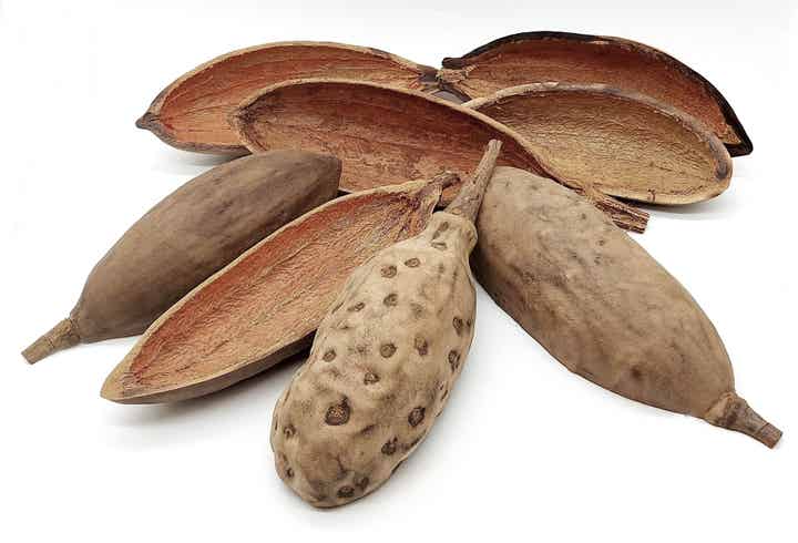 Baobab, große Hartschale - mit Auswahl