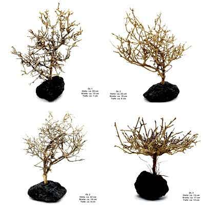 Garnelen Bäumchen auf Lava - mit Auswahl (DL)