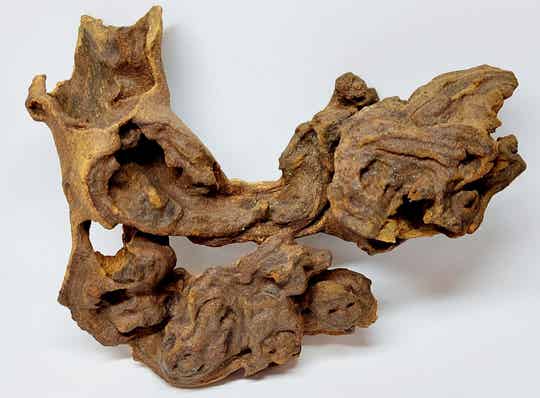 Savannenwurzel (RVS 20)