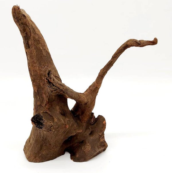 Corbo Root (EGC 1), ca. 22 x 22 x 18 cm
