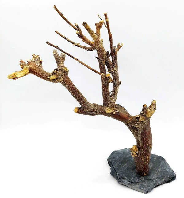 Murray Branch auf Schiefer (MBC 1), ca. 21 x 13 x 12 cm
