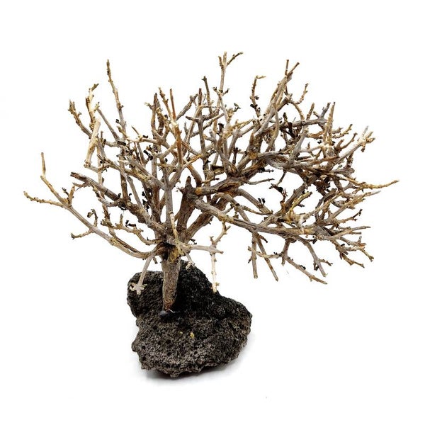 Garnelen Bäumchen auf Lava (CF 1)