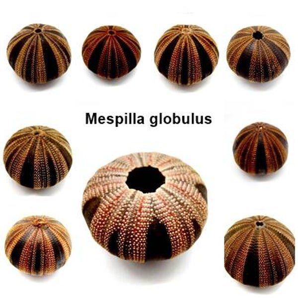 Seeigel Gehäuse - Mespilla globulus - mit Auswahl