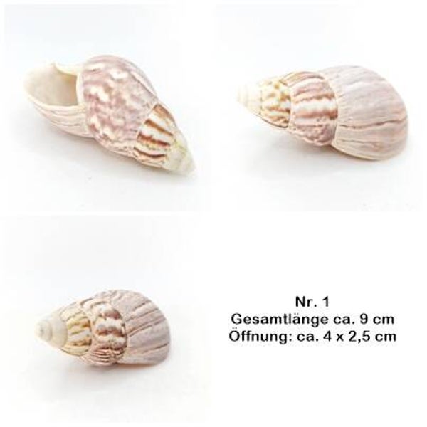 Achat Schnecke - mit Auswahl - Einsiedler Behausung