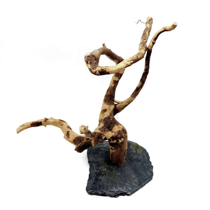 Wurzel auf Schiefer (WL 10), ca. 18 x 17 x 12 cm