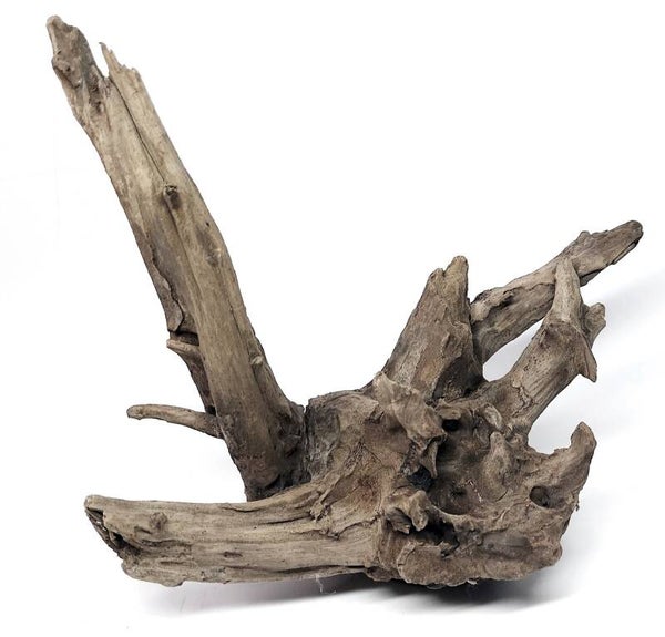 Corbo Root (C 10), ca. 12 x 24 x 22 cm