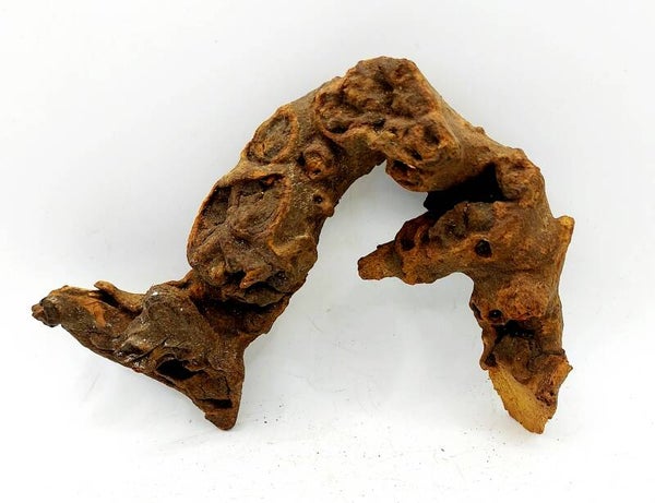 Savannenwurzel (NSR 10), ca.