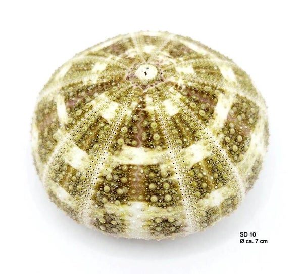 Seeigel Gehäuse (SD 10)