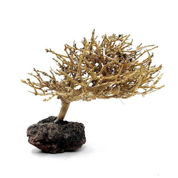 Garnelen Bäumchen auf Lava (CF 11)