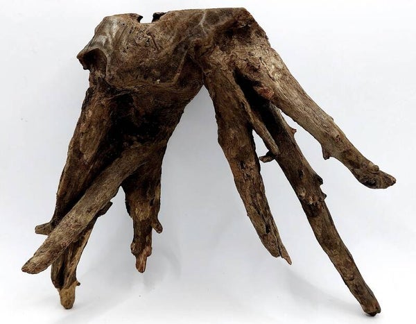 Corbo Root (HB 11), ca. 19 x 21 x 10 cm