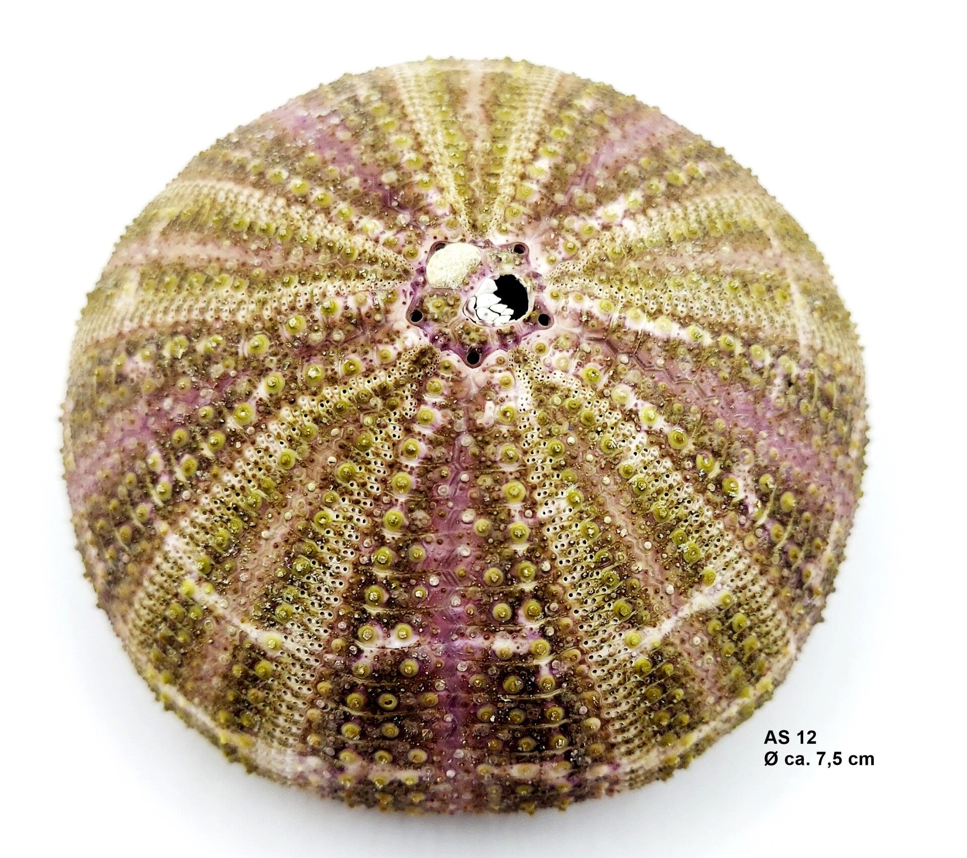 Seeigel Gehäuse - bunt - mit Auswahl (AS)