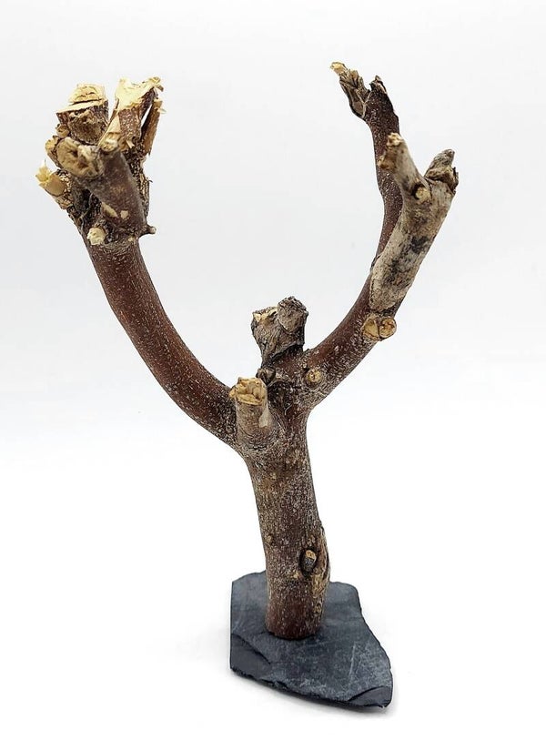 Murray Branch auf Schiefer (TP 13), ca. 14 x 9 x 5 cm