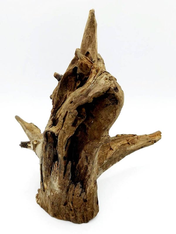 Corbo Root (N 13), ca. 20 x 18 x 18 cm