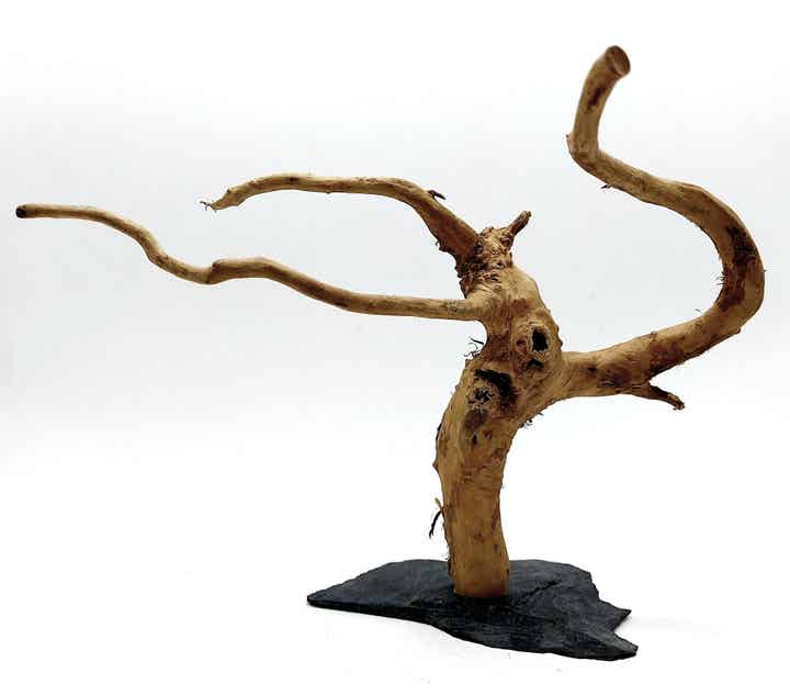 Wurzel auf Schiefer (WL 13), ca. 16 x 21 x 12 cm