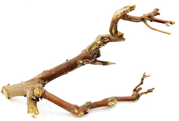 Scaping Ast (DML 13), ca. 30 x 18 x 10 cm