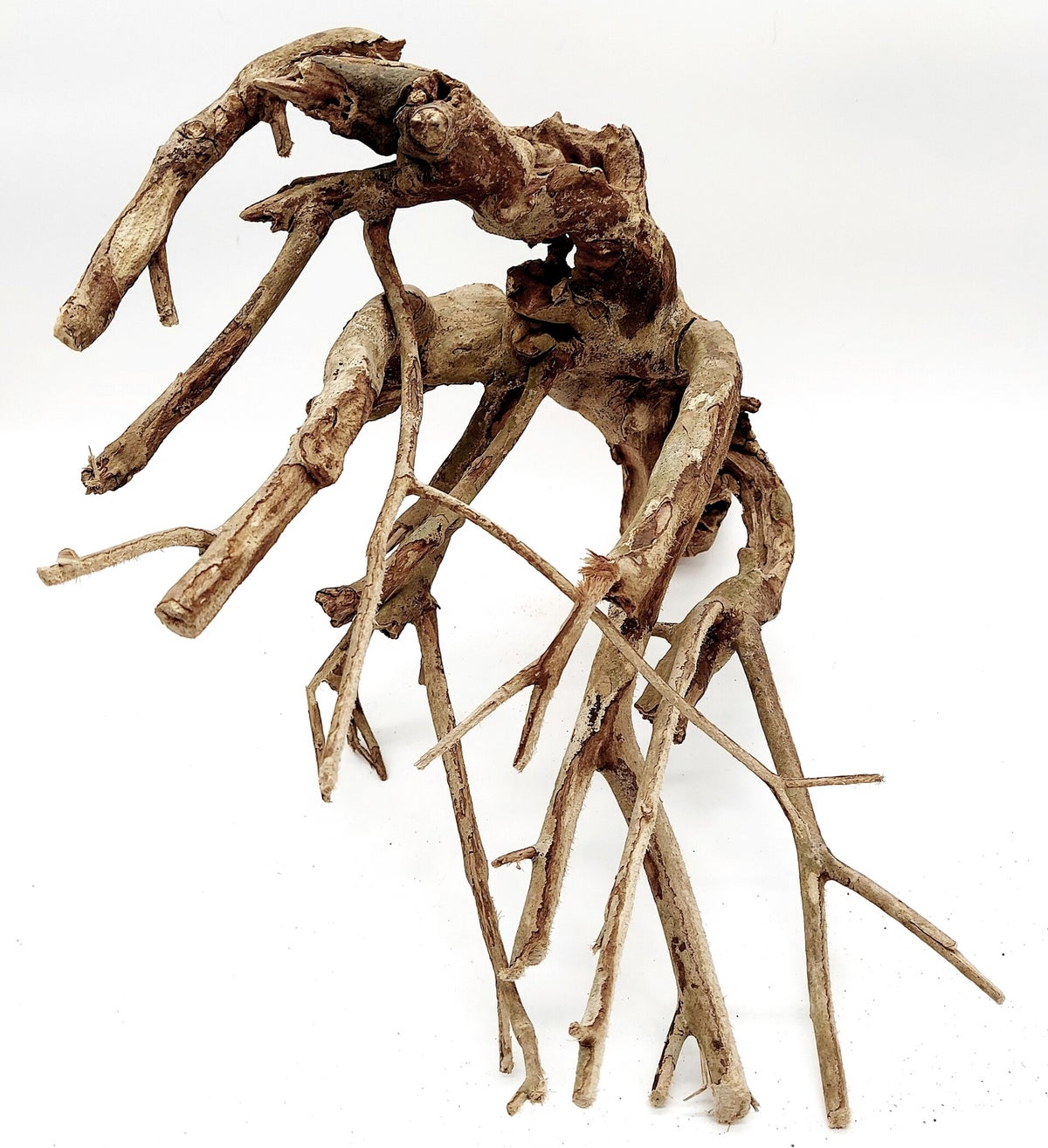 Talawa (TNA 14), ca. 46 x 41 x 13 cm | Aquatrees.de