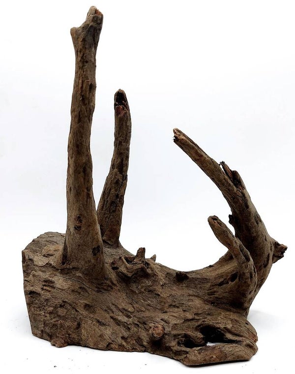 Corbo Root (HB 15), ca. 19 x 17 x 11 cm