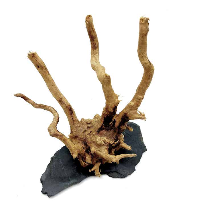 Wurzel auf Schiefer (WL 15), ca. 14 x 12 x 10 cm