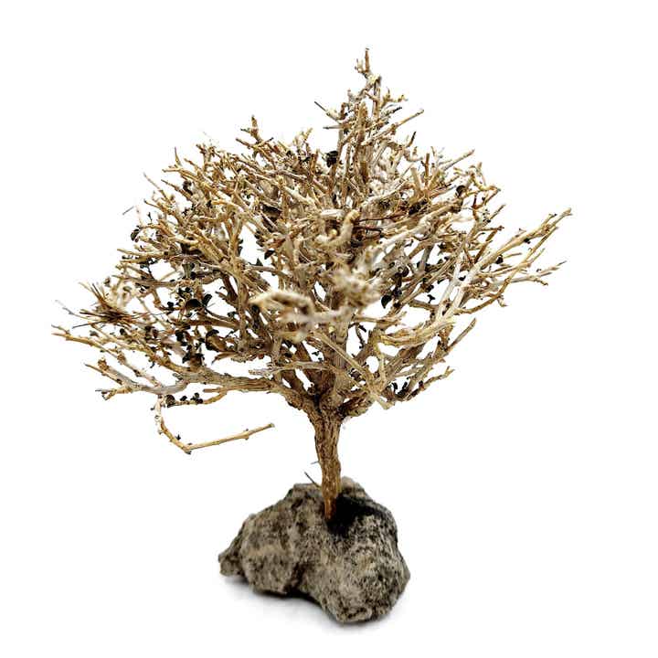 Garnelen Bäumchen auf Lava (CF 16)