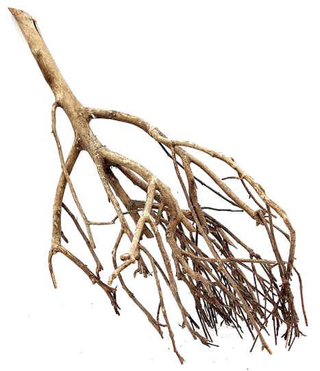 Tea Branch, Scaping Ast (E 16), ca. 54 x 31 x 22 cm
