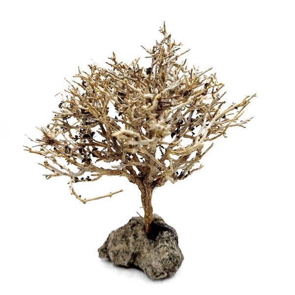 Garnelen Bäumchen auf Lava (CF 16)