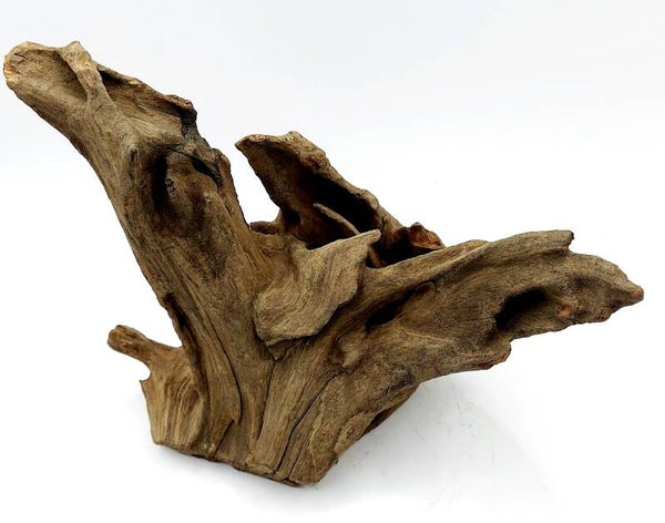 Corbo Root (N 16), ca. 15 x 18 x 10 cm