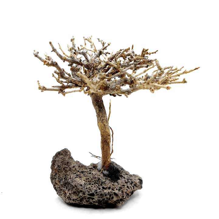 Garnelen Bäumchen auf Lava (CF 17)