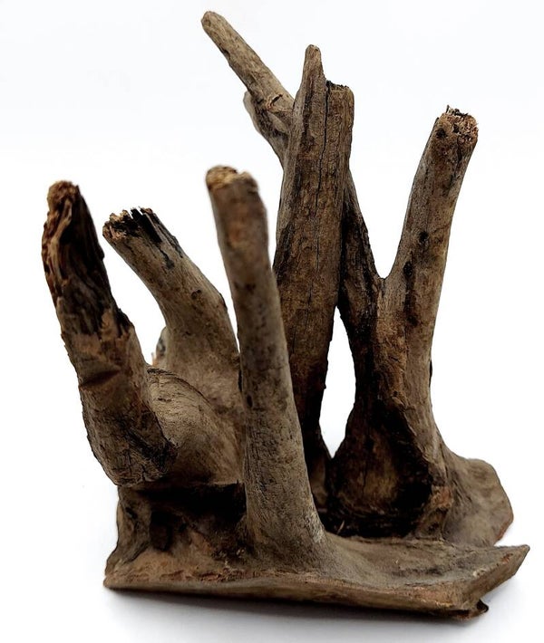 Corbo Root (HB 17), ca. 14 x 13 x 12 cm