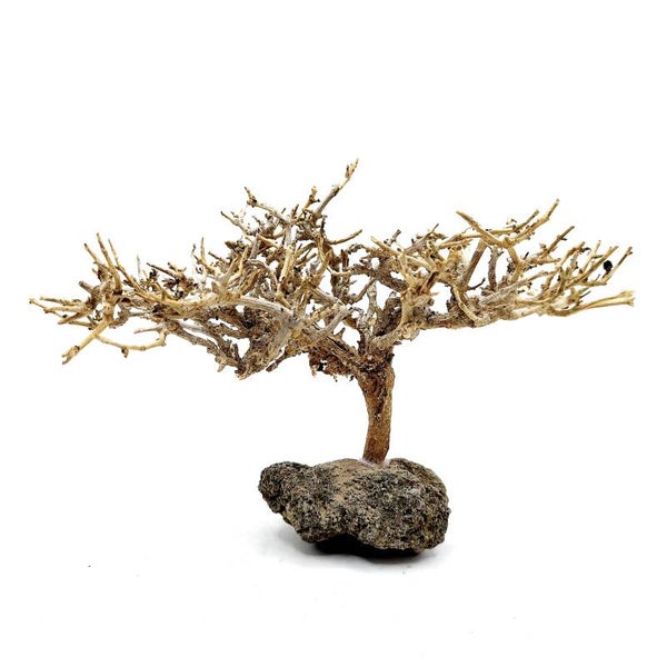 Garnelen Bäumchen auf Lava (CF 19)