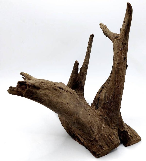 Corbo Root (HB 19), ca. 20 x 20 x 17