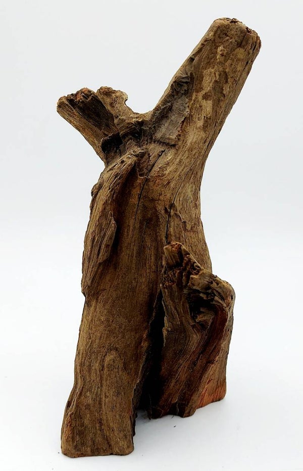 Corbo Root (CA 19), ca. 18 x 12 x 10 cm