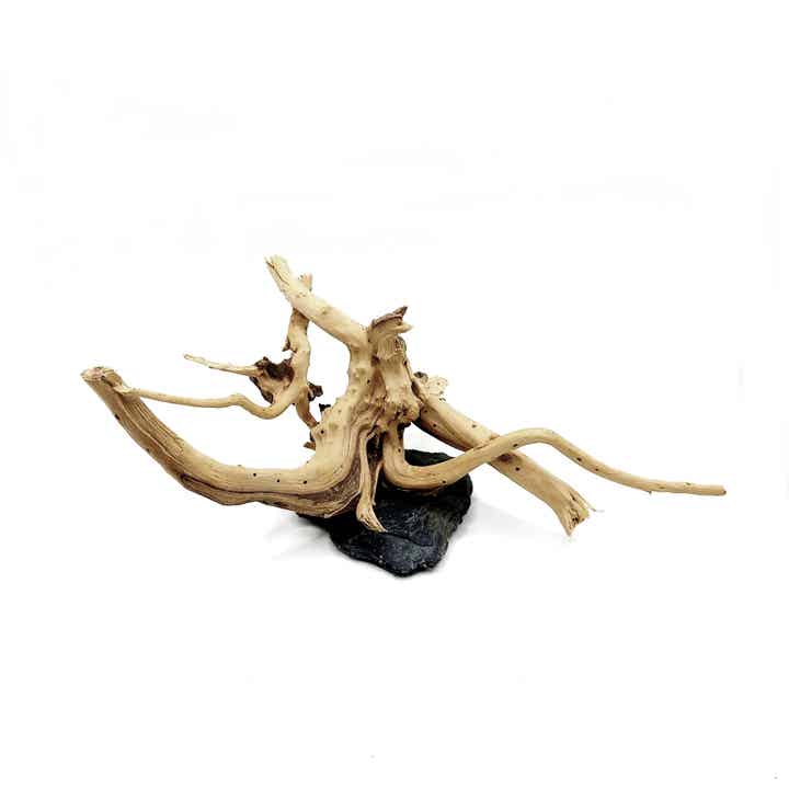 Wurzel auf Schiefer (WL 2), ca. 11 x 25 x 13 cm