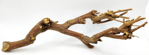 Scaping Ast (DML 2), ca. 32 x 15 x 12 cm