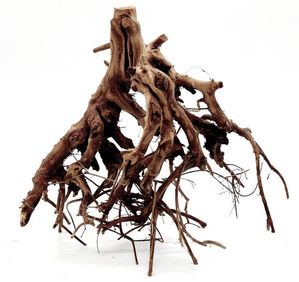 Etosha Tree (ATE 2), ca. 18 x 17 x 13 cm