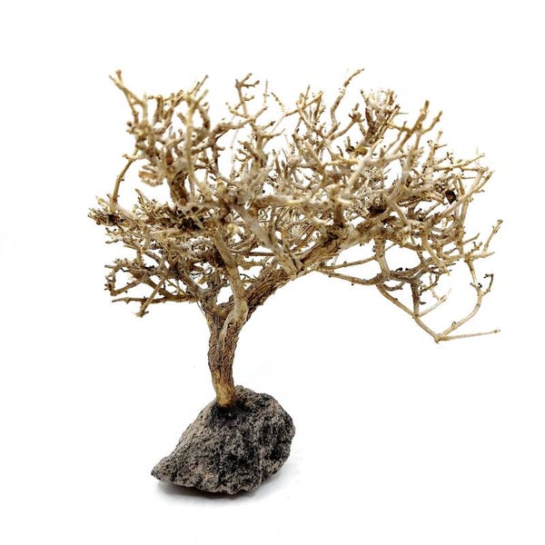 Garnelen Bäumchen auf Lava (CF 2)