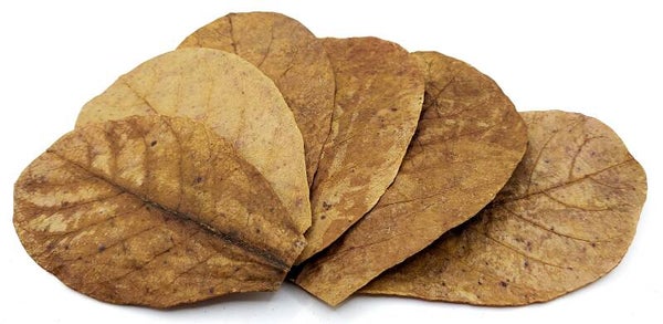 Seemandelbaumblätter 10 Stück (10-16 cm)