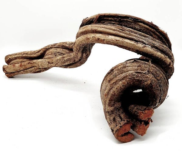 Cipo Rosca Liane (CRL 2), ca. 47 x 20 x 20 cm