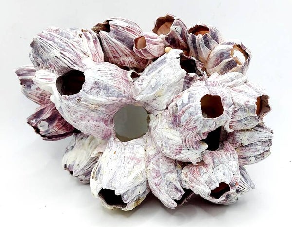 Seepocken XL (SPN 2), ca. 19 x 13 x 10 cm