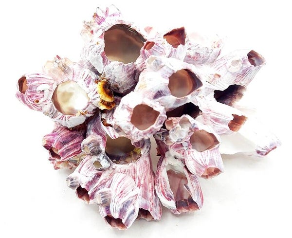 Seepocken (P 20), ca. 15,5 x 14,4 x 13