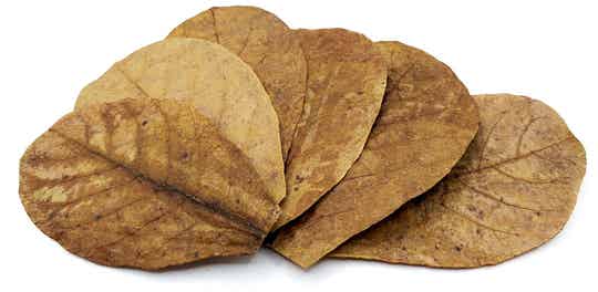 Angebot: 10 große Seemandelbaumblätter (16 - 18 cm)