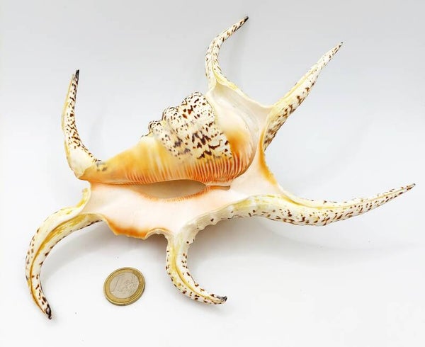 Spinnenschnecken Gehäuse - Lambis Chiragra, ca. 20 - 25 cm