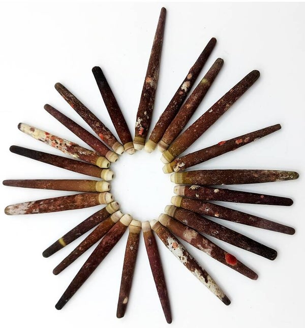 Seeigel Stacheln, außergewöhnliche Deko