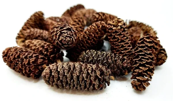 Birkenzapfen 10 g/ 25 g/ 50 g/ 100 g