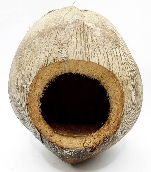 ganze Kokosnuss mit Schale und Eingang