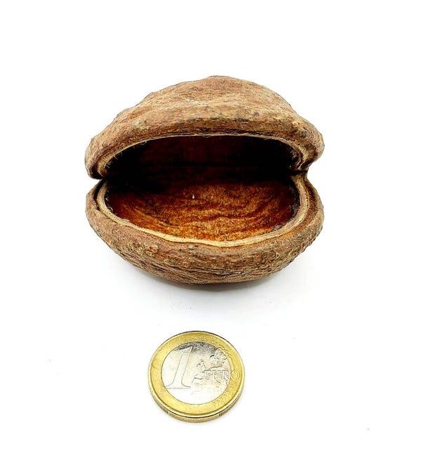 Badam mini, 4-8 cm, mit oder ohne Saugnapf